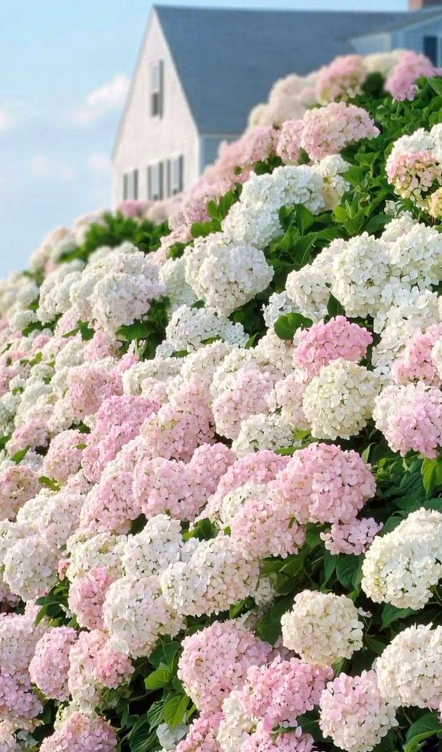 Crisp garden border frames the room with focus, making the scene feel personal and relaxed.